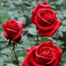 7월23일 탄생화 장미 이미지