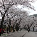 [전북여행] 1년만에 다시찾은 벚꽃핀 마이산 ,탑사 이미지