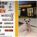 메리몰펫샵 안락점 이미지