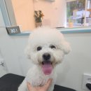 봉봉애견 이미지