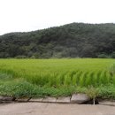친환경 무농약 쌀 판매합니다 이미지