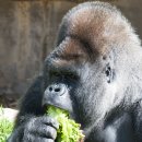 고릴라 이미지