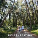 영웅바다펜션 | [울릉도 가볼만한곳] 나리분지 여행 후기 (주차·캠핑 가능 여부·산채비빔밥 총정리)