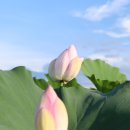 반야월연잎사랑 | 전국 최다 연 생산지 반야월 안심연꽃단지 대구 7,8월 가볼만한 곳