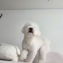 새목화미용실 | 비숑 두부 두 달 만의 미용 후기! 새 얼굴로 돌아온 솜사탕 강아지