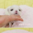넙죽이네