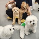 조이풀독 이미지