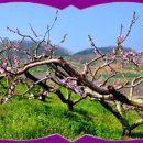 복사꽃피는마을 이미지