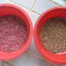 장대농장 이미지