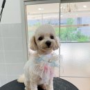 와니살롱 이미지