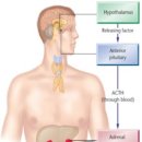 Re: PAG pain modulation 과 관련된 그림과 논문 이미지