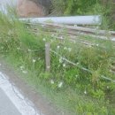 서패동 돌곶이꽃마을 정류장 이미지