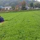 천지원 농장 이미지