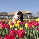 충남장애인보장구센터 | 2026 충남 태안 세계 튤립 박람회 축제 기간 위치 예매 먹거리 포토존 후기
