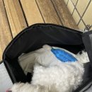 효성동물병원 | 합정 아이엠동물병원 강아지 슬개골수술 퇴원 후기