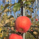 유정농원 이미지