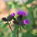 곤드레사랑 이미지