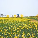 신안 show 앞 이미지
