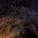 은파호수공원 벚꽃축제중 이미지