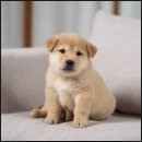 버디독강아지분양안심분양센터 - 김포시 김포한강4로 521 | 강아지 분양 고민 끝! 버디독 안심분양센터 인천점 후기
