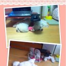 몽실네 이미지