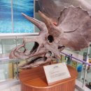 서대문자연사박물관 이미지