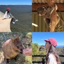 놀러와5 | 시드니 페더데일 동물원 블루마운틴 놀러와 시드니 투어 후기(제니바위 링컨스락, 에코포인트 전망대 세...