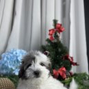 송산헬스 | 송산강아지분양 꼬똥 알아보다 선택한 이유 직접 경험한 후기