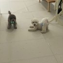 어썸멍스쿨 이미지