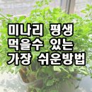 미나리 평생 먹을수 있는 가장 쉬운 방법 이미지