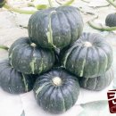 뿌리 농장 이미지