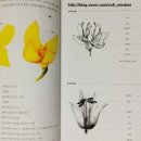 보타니컬아트(중급) 이미지