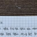 스테이누누 이미지
