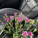 평안꽃식물원 이미지