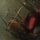 미췬물고기 이미지