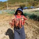 금평 농장 이미지