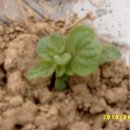 Re:09, 감자재배기 (2010년 감자재배기는 09년도 재배기을 참고하며 기록) 이미지
