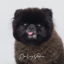 달링스튜디오 이미지