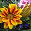 더카(the car) 이미지