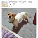 페시얌