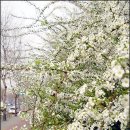 밥풀떼기 이미지