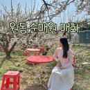 목련식당 | 원동 순매원 매화축제 주차장 먹거리 미나리삼겹살 목련 포토존 추천