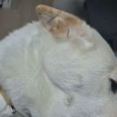 절세미견 이미지