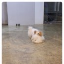 다산 애견훈련소 | 애견카페왕 애견유치원,애견호텔에서 남양주 애견유치원 등록 후기.