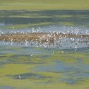 우포늪 생태 사진전 이미지