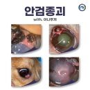 JA 임상병리 동물병원 | 순천서면동물병원 강아지 안검종괴 양성이면 다행이지만, 악성일 수 있습니다.
