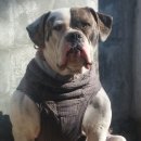 아델리오 이미지