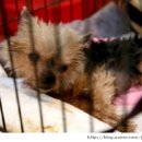 짱가짱가 이미지