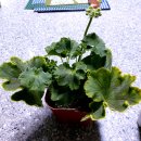 엠마누엘농장 이미지