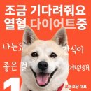 포프렌즈 네이버블로그